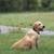 Yellow Lab 1 thumbnail