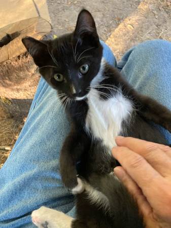 GATITO MACHO CASTRADO (Rainier)63842372476929121