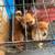 Chihuahuas puppies 2 thumbnail