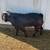 Boer Bucks 2 thumbnail