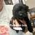 Pugapoo 5 thumbnail