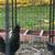 zombie chickens hen and rooster 8 thumbnail