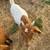 Goats for sale 21 thumbnail