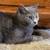 Rehoming 11 month female cat 2 thumbnail