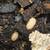 Isopods & Springtails (Bioactive) 1 thumbnail