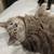 Two terrific, loving rescue cats need home 10 thumbnail