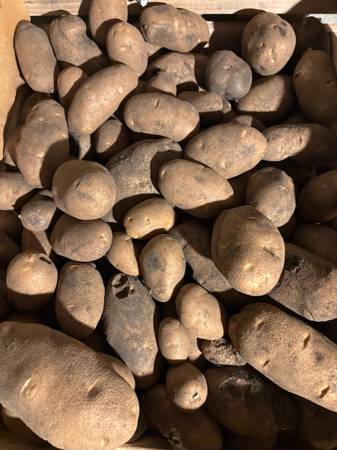 Russet Potatoes 1