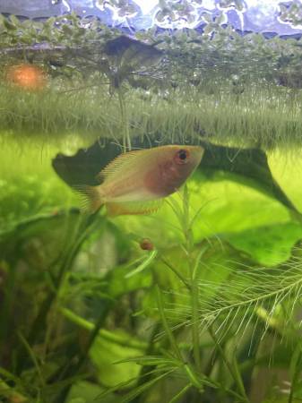 2 Machos Dorados de Gourami Miel (North Tonawanda)63280438818689122