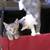 Kittens 2 thumbnail