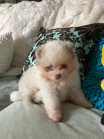 Rehoming pups (Hampton)63882942462723121