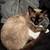 Need to rehome kitty 2 thumbnail
