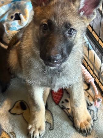 Cachorros de pastor alemán pura raza (Oklahoma City)63670591386755123