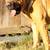 Presa canario 5 thumbnail