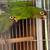 Half moon conure 3 thumbnail