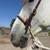Mustang Gelding 6 thumbnail