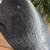 Big Sky Carvers Wood Skunk 7 thumbnail