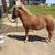 Yearling, sorrel, stud colt 3 thumbnail