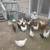 Color eggers Hens Chicken 22 thumbnail