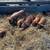 Feeder Pigs for Sale 1 thumbnail