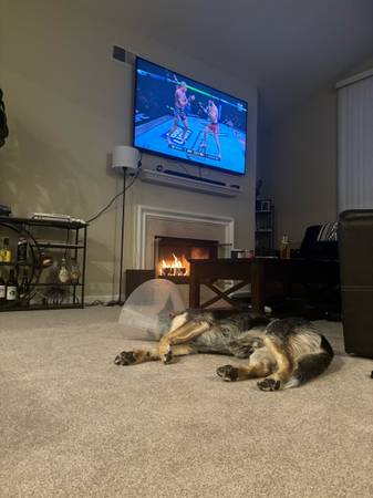 Australian Cattle Dog / Blue Heeler rehome (San Jose)63890025362947124