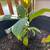 Assorted House Plants - All in Ceramic or Terracotta Pots 11 thumbnail