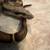 Jungle Motley Het Sharp 2 thumbnail