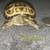 Russian  tortoise  hatchlings!  x 2 5 thumbnail