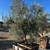 Beautiful Olive Trees 2 thumbnail