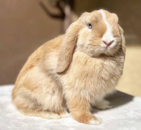 Holland lop does (Visalia)63873028742915120