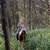 Registered half-arabian gelding 7 thumbnail