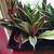 Birdnest  Sansevieria House Plant 3 thumbnail