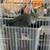 Parrotlet 1 thumbnail