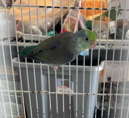 Parrotlet 1