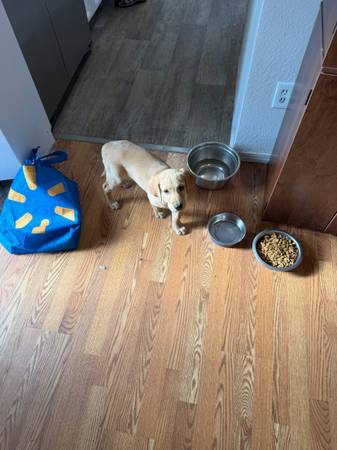 Cachorra labrador amarilla de 10 semanas, registrada en la AKC