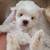 Maltese Poodle Mix 1 thumbnail