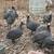 French Guinea Fowl 2 thumbnail