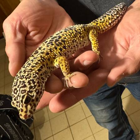 Giant Gecko and habitat 1