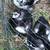 Different ages of Langshan x blue Orpington chicks BBS 6 thumbnail