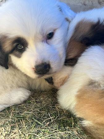 St Bernard/Great Pyrenees puppies!64220358779137123