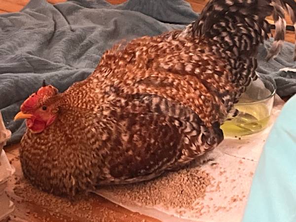 German Bielfelders 1