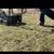 Reliable Fall Clean-up Landscaping services ~over seeding & more 3 thumbnail