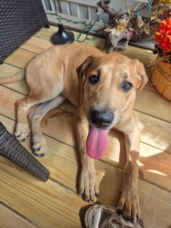 Great Dane/Lab Mix (Murphysboro)63688376448899121