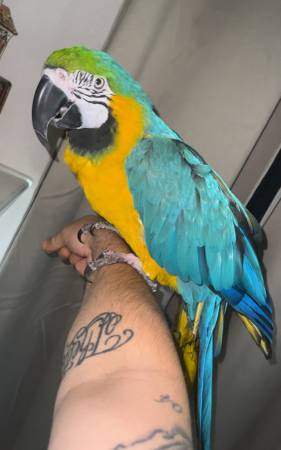 Macaw 1
