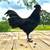 Fertilized Ayam Cemani chicken eggs 1 thumbnail