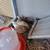 Assorted Button Quail 2 thumbnail