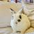 Netherland Dwarf Male Rabbit 3 thumbnail