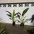 Traveler's Palms ///// RAVENALA madagascariensis 5 thumbnail