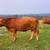 Gentle Heat Tolerant Grass Efficient Cows - Gelbvieh/Red Angus/Senepol 3 thumbnail