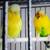 English Budgies 4 thumbnail