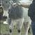 Braford  heifer 10 thumbnail